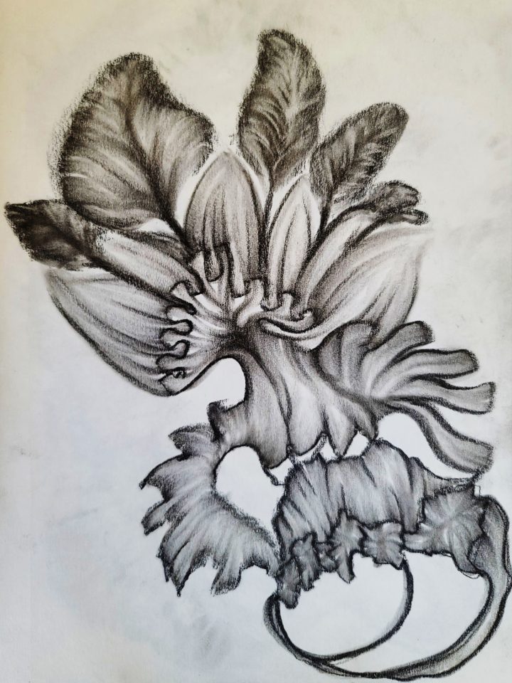 Rare Plant [2024-09-15]
