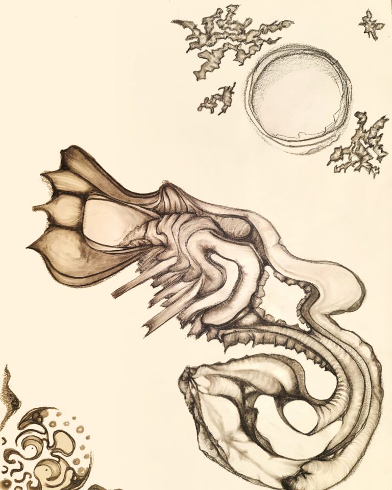 Seahorse [2024-11-15]