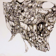 Prehistoric Bird Encased In Living Cocoon [2025-02-15]
